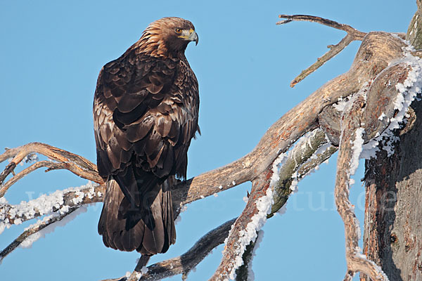 Steinadler (Aquila chrysaetos)