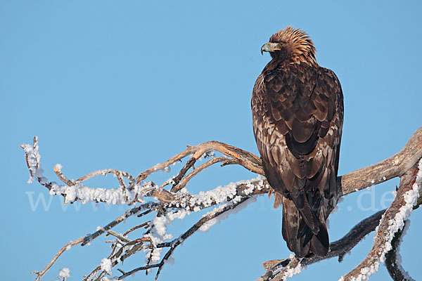 Steinadler (Aquila chrysaetos)