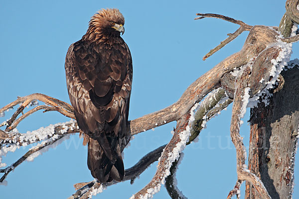 Steinadler (Aquila chrysaetos)