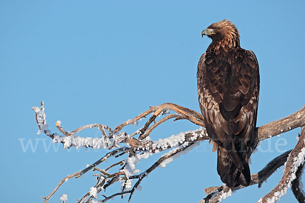 Steinadler (Aquila chrysaetos)