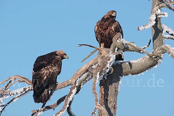 Steinadler (Aquila chrysaetos)