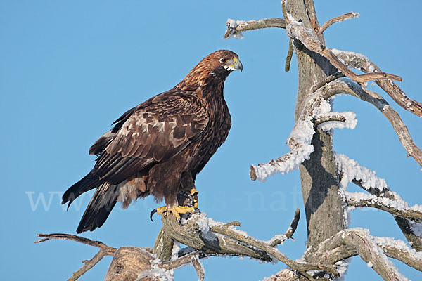 Steinadler (Aquila chrysaetos)