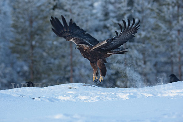 Steinadler (Aquila chrysaetos)