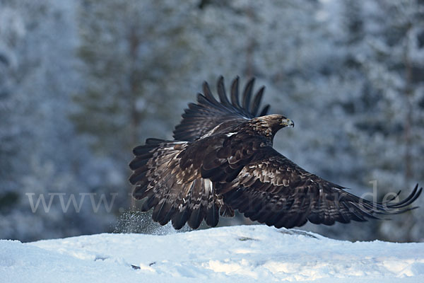 Steinadler (Aquila chrysaetos)