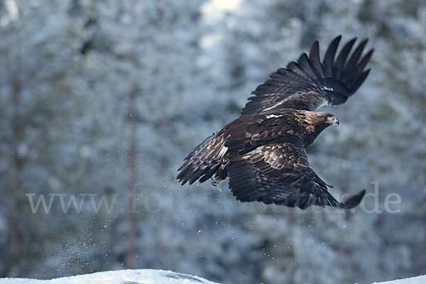 Steinadler (Aquila chrysaetos)