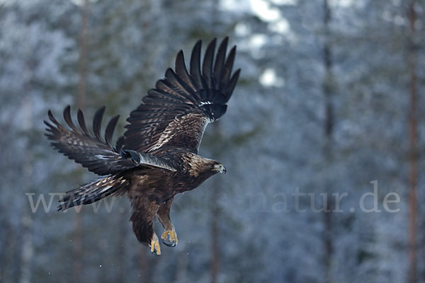 Steinadler (Aquila chrysaetos)