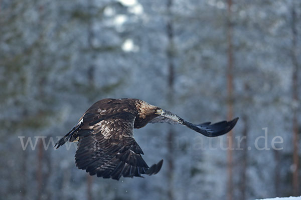 Steinadler (Aquila chrysaetos)