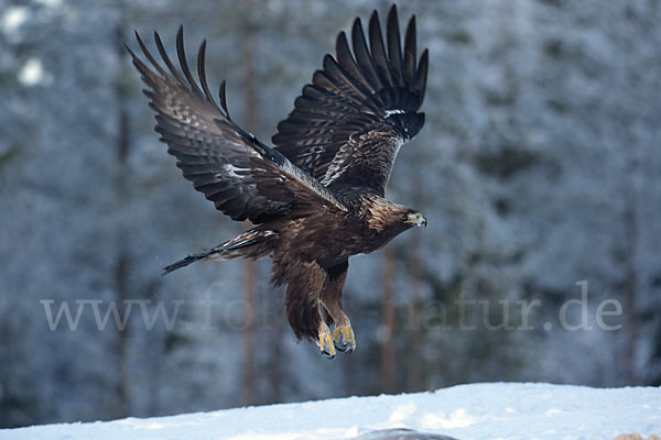 Steinadler (Aquila chrysaetos)