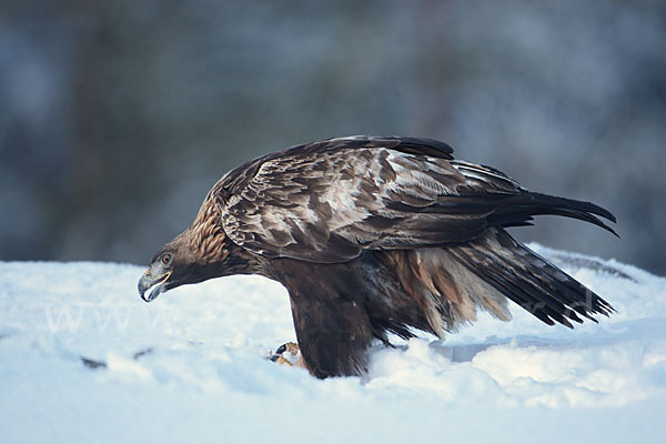 Steinadler (Aquila chrysaetos)