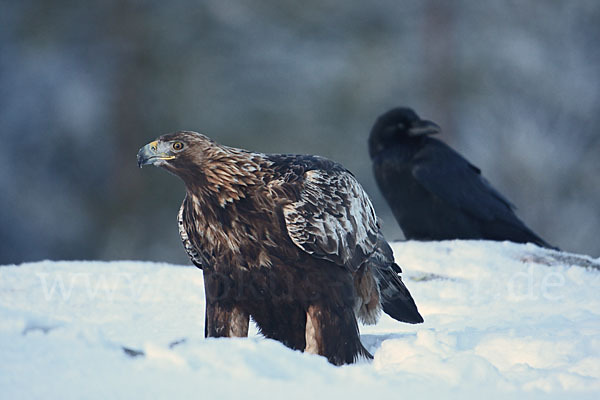 Steinadler (Aquila chrysaetos)