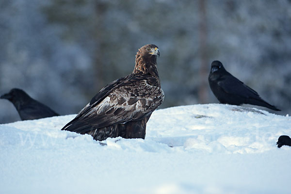 Steinadler (Aquila chrysaetos)