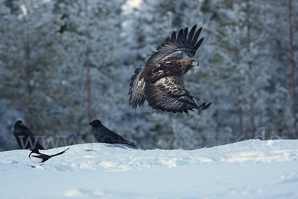 Steinadler (Aquila chrysaetos)