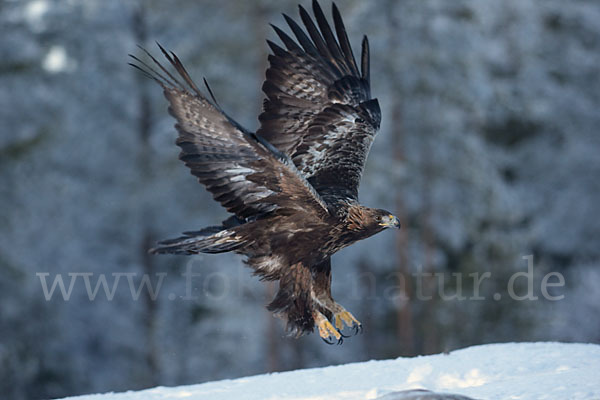 Steinadler (Aquila chrysaetos)