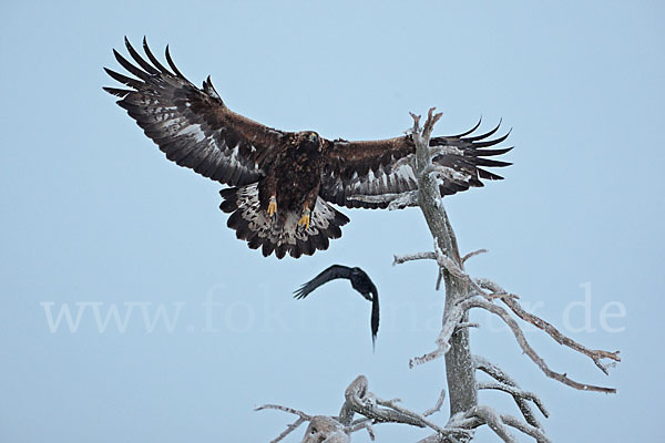 Steinadler (Aquila chrysaetos)