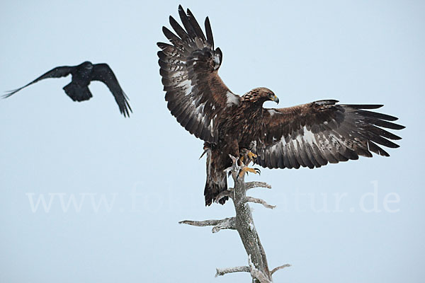 Steinadler (Aquila chrysaetos)