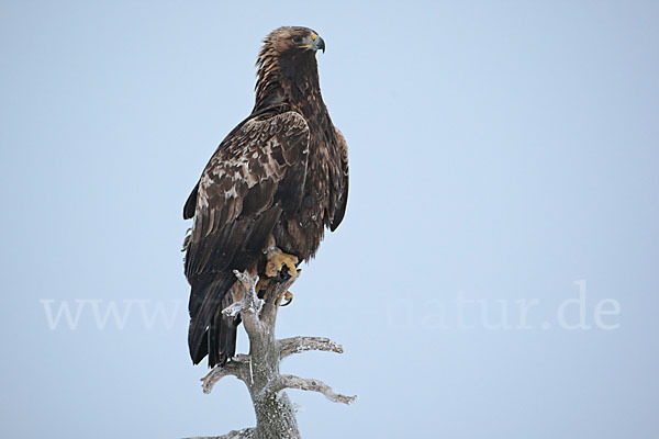 Steinadler (Aquila chrysaetos)