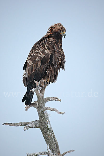 Steinadler (Aquila chrysaetos)