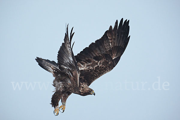 Steinadler (Aquila chrysaetos)