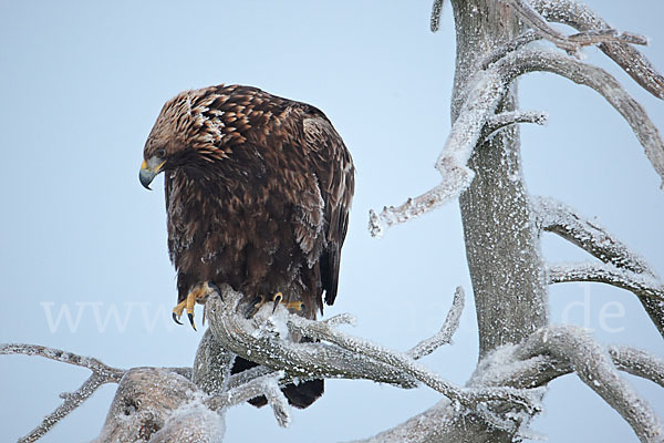 Steinadler (Aquila chrysaetos)