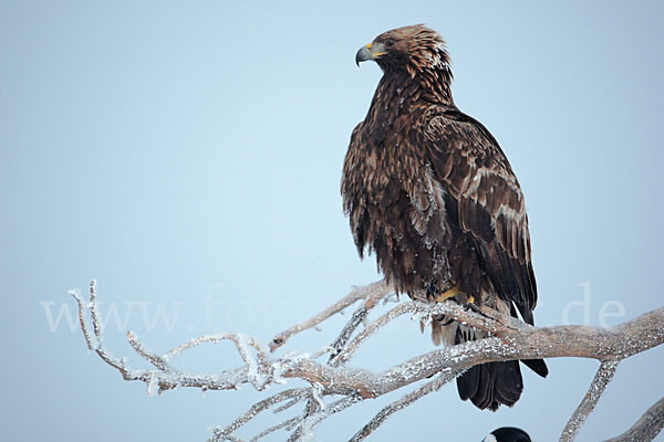 Steinadler (Aquila chrysaetos)