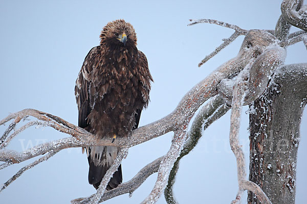 Steinadler (Aquila chrysaetos)