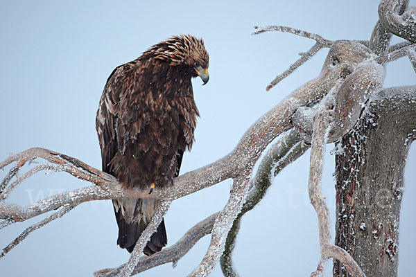 Steinadler (Aquila chrysaetos)