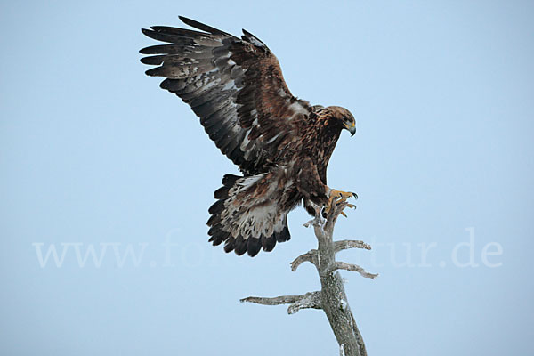 Steinadler (Aquila chrysaetos)