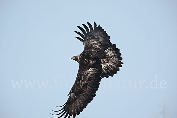 Steinadler (Aquila chrysaetos)