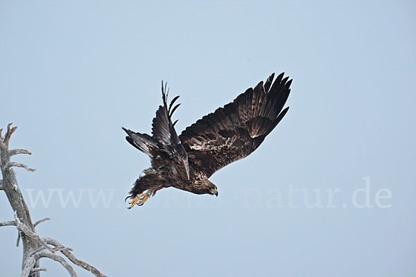 Steinadler (Aquila chrysaetos)