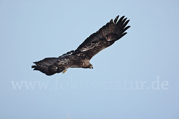 Steinadler (Aquila chrysaetos)