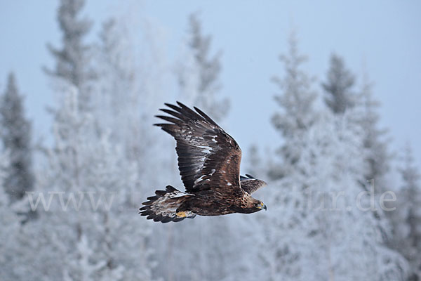 Steinadler (Aquila chrysaetos)