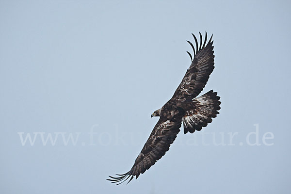 Steinadler (Aquila chrysaetos)