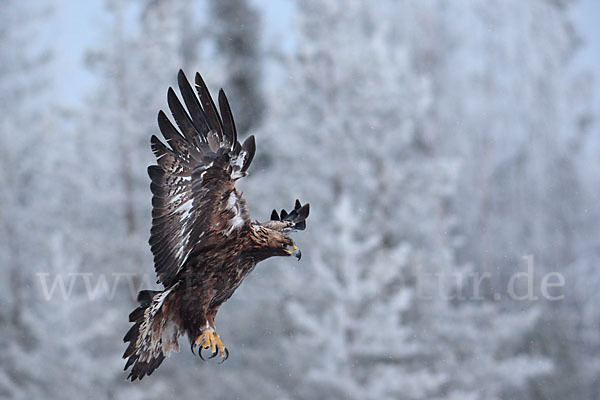 Steinadler (Aquila chrysaetos)