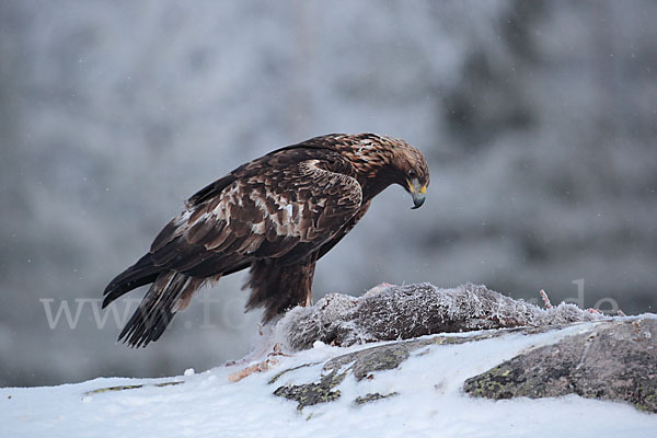 Steinadler (Aquila chrysaetos)