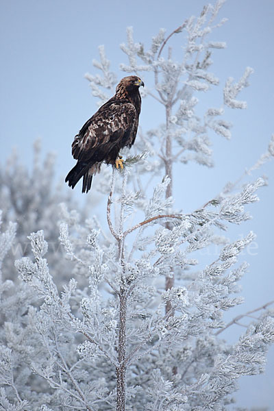 Steinadler (Aquila chrysaetos)