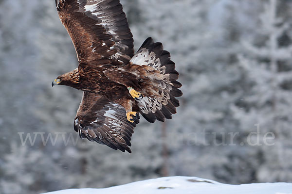 Steinadler (Aquila chrysaetos)