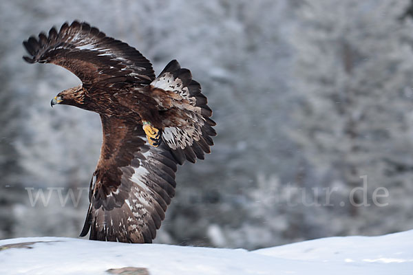 Steinadler (Aquila chrysaetos)