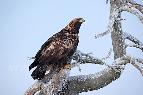 Steinadler (Aquila chrysaetos)