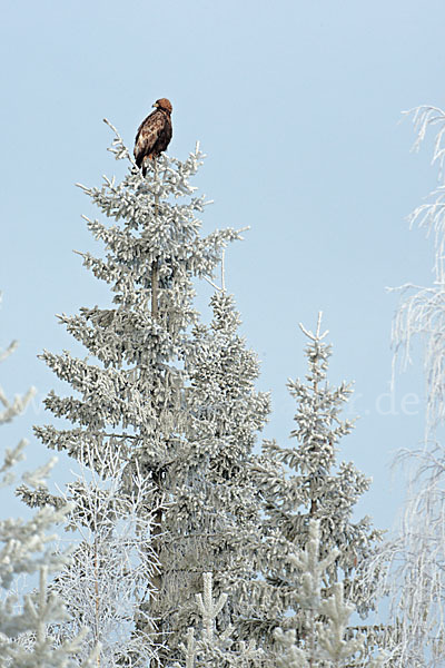 Steinadler (Aquila chrysaetos)