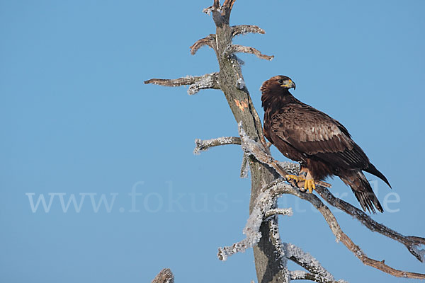 Steinadler (Aquila chrysaetos)