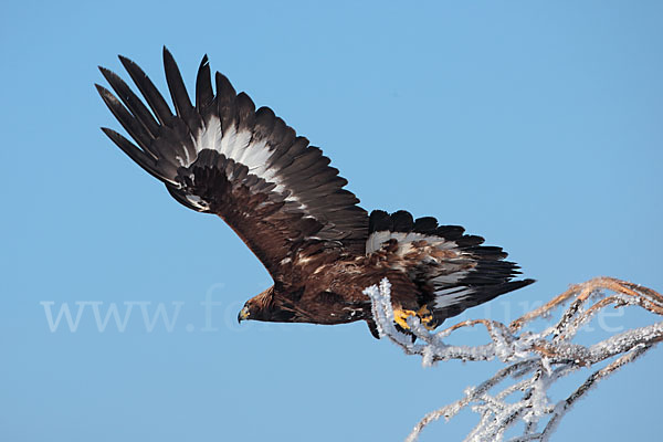 Steinadler (Aquila chrysaetos)