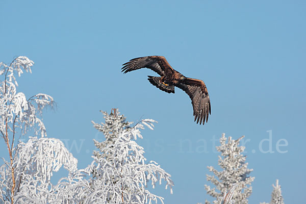 Steinadler (Aquila chrysaetos)