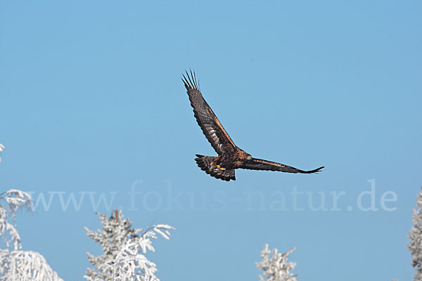 Steinadler (Aquila chrysaetos)