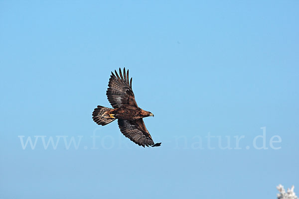 Steinadler (Aquila chrysaetos)