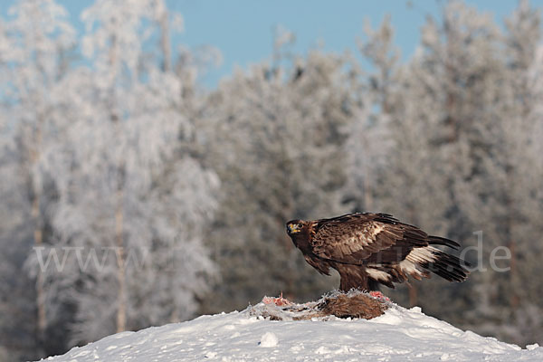 Steinadler (Aquila chrysaetos)