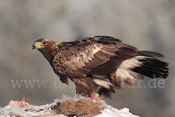 Steinadler (Aquila chrysaetos)