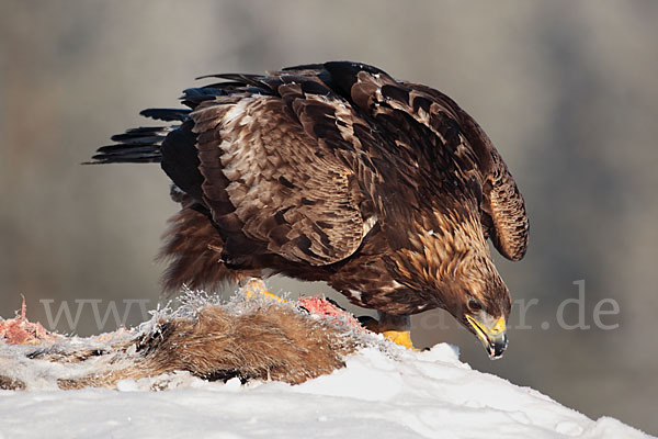 Steinadler (Aquila chrysaetos)