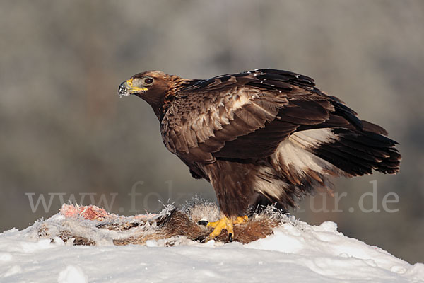 Steinadler (Aquila chrysaetos)