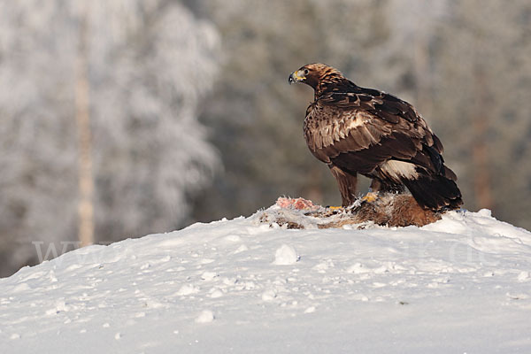 Steinadler (Aquila chrysaetos)