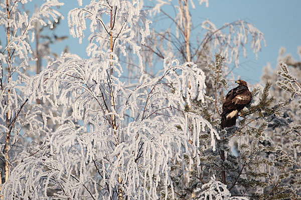 Steinadler (Aquila chrysaetos)